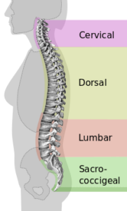 columna-vertebral