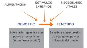 esquema epigenética